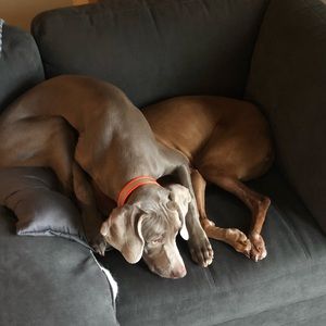 Meet your Posher, Devonn